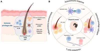 Immune niches for hair follicle development and homeostasis